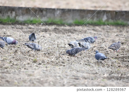 Pigeons feeding in the rice fields 128289367