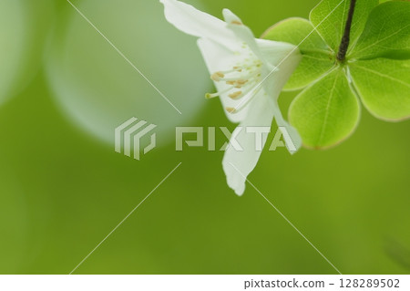 大台原盛開的白色杜鵑花非常美麗 128289502