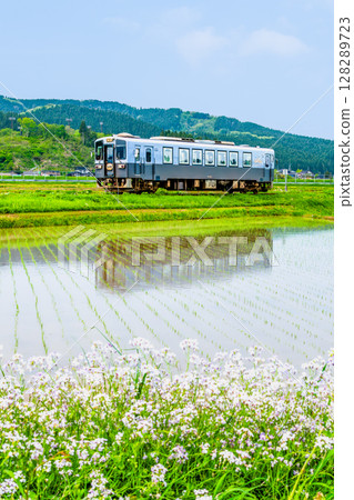 Yuri Kogen Railway: Train running through rice fields (Magazawa-Maego) Yuri Kogen Railway: Train running through rice fields (Magazawa-Maego) 128289723