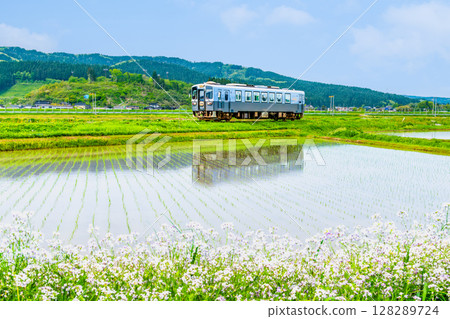 Yuri Kogen Railway: Train running through rice fields (Magazawa-Maego) 128289724