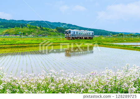 Yuri Kogen Railway: Train running through rice fields (Magazawa-Maego) Yuri Kogen Railway: Train running through rice fields (Magazawa-Maego) 128289725