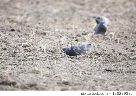 Pigeons feeding in the rice fields 128289883