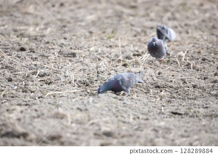 Pigeons feeding in the rice fields 128289884