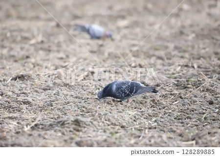 Pigeons feeding in the rice fields 128289885