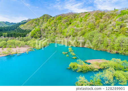 Submerged forest at Lake Akisen in Akita 128289901