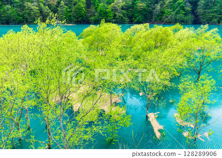 Submerged forest at Lake Akisen in Akita Submerged forest at Lake Akisen in Akita 128289906