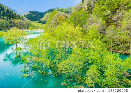 Submerged forest at Lake Akisen in Akita 128289908