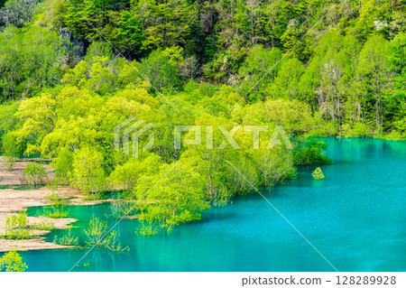 Submerged forest at Lake Akisen in Akita 128289928