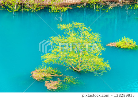 Submerged forest at Lake Akisen in Akita 128289933