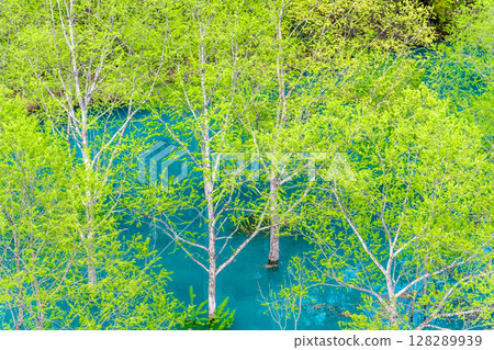 Submerged forest at Lake Akisen in Akita 128289939