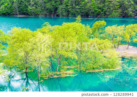 Submerged forest at Lake Akisen in Akita 128289941