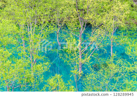 Submerged forest at Lake Akisen in Akita 128289945