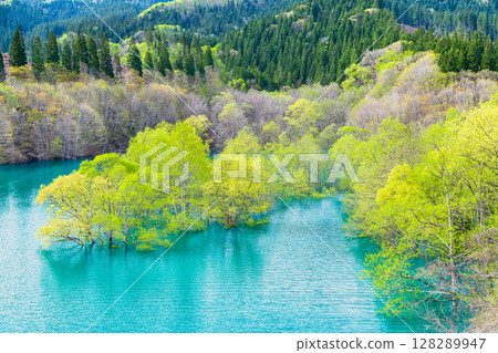Submerged forest at Lake Akisen in Akita 128289947