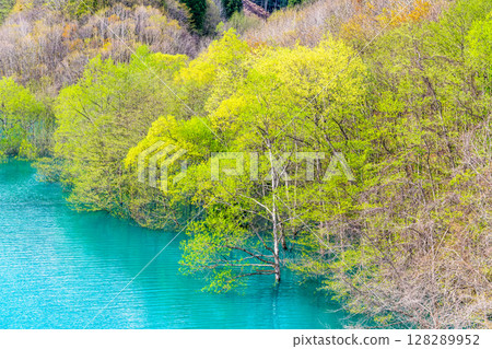 Submerged forest at Lake Akisen in Akita 128289952
