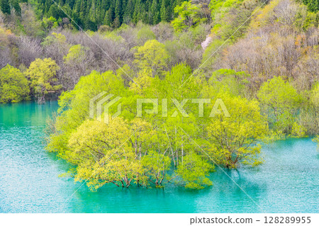 Submerged forest at Lake Akisen in Akita 128289955