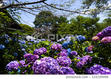 Hydrangeas blooming in the grounds of Hondo-ji Temple Hydrangeas blooming in the grounds of Hondo-ji Temple 128289996