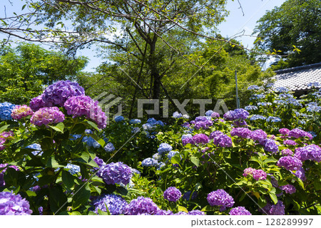 Hydrangeas blooming in the grounds of Hondo-ji Temple Hydrangeas blooming in the grounds of Hondo-ji Temple 128289997