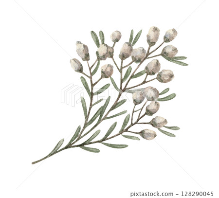 White dried wildflower twig in a rustic style. Realistic hand drawn watercolor artwork with fine details. Perfect for card design. Ideal for home decor and seasonal holiday decorations. White dried wildflower twig in a rustic style. Realistic hand drawn watercolor artwork with fine details. Perfect for card design. Ideal for home decor and seasonal holiday decorations. 128290045