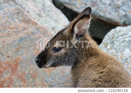 Red-necked wallaby - Freycinet Peninsula 128290136