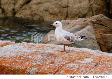 Seagull - Freycinet Peninsula 128290139
