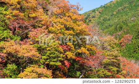 Tsuchikyo Gorge (Autumn) 128290255