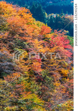 土chi峽（秋天） 128290264