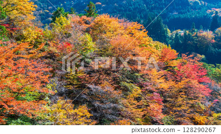 土chi峽(秋天) 土chi峽(秋天) 128290267