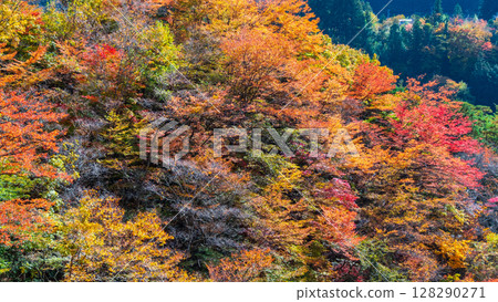 Tsuchikyo Gorge (Autumn) 128290271