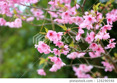 Cherry blossom Cherry blossom 128290548