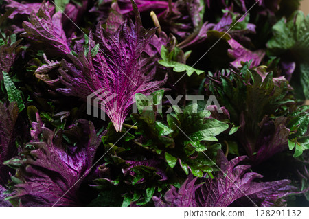 Summer scent of red shiso leaves 128291132