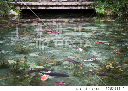 Nishikigoi carp swimming in a transparent pond 128291141