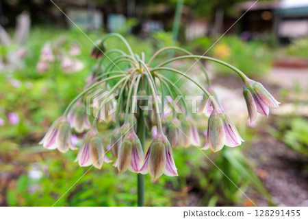 花園中盛開的稀有 Nectaroscordum cyclamum bulgaricum 花 花園中盛開的稀有 Nectaroscordum cyclamum bulgaricum 花 128291455