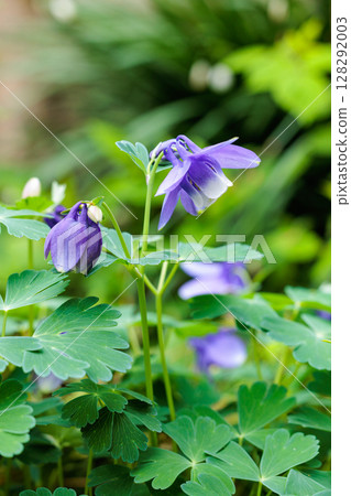 Beautiful blue columbine flowers blooming in the garden Beautiful blue columbine flowers blooming in the garden 128292003