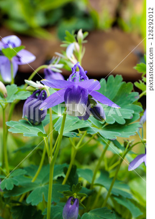 Beautiful blue columbine flowers blooming in the garden 128292012