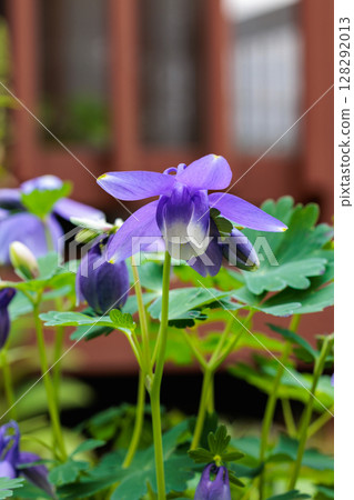 花園裡盛開著美麗的藍色耬斗菜花 花園裡盛開著美麗的藍色耬斗菜花 128292013