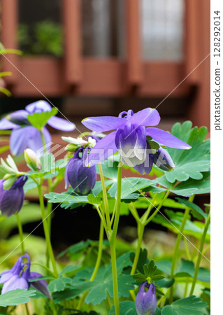 花園裡盛開著美麗的藍色耬斗菜花 128292014