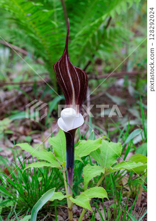 春天出現的稀有的雪餅莊花 春天出現的稀有的雪餅莊花 128292024