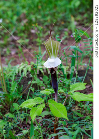 A rare flower of Yukimochisou that appears in spring A rare flower of Yukimochisou that appears in spring 128292025