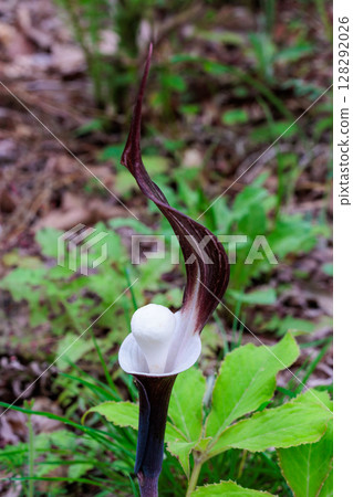 春天出現的稀有的雪餅莊花 春天出現的稀有的雪餅莊花 128292026