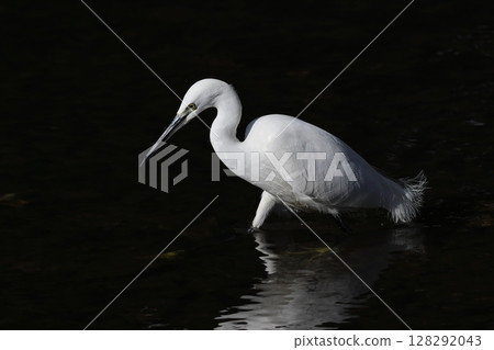 Search for fish Kosagi Search for fish Kosagi 128292043