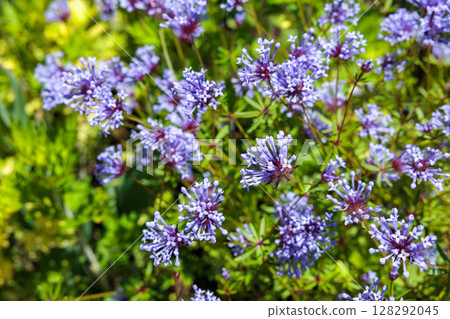 Beautiful flowers of wood ragwort blooming in the garden in early summer 128292045