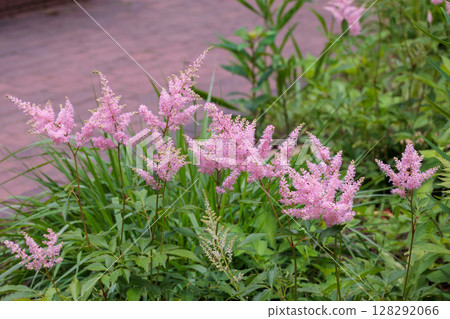 Vivid astilbe flowers blooming in a garden in early summer Vivid astilbe flowers blooming in a garden in early summer 128292066
