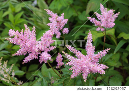 Vivid astilbe flowers blooming in a garden in early summer Vivid astilbe flowers blooming in a garden in early summer 128292067