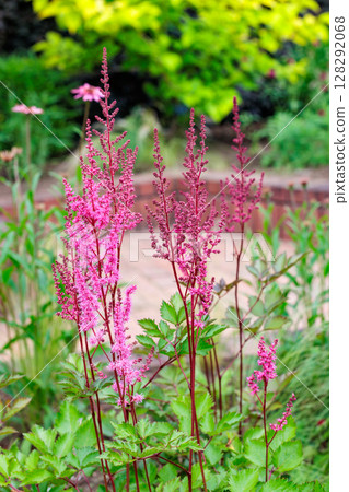 初夏花園裡盛開著鮮豔的落新婦花 128292068