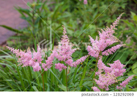 初夏花園裡盛開著鮮豔的落新婦花 128292069