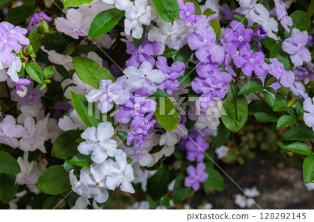 Close-up of very fragrant American jasmine flowers Close-up of very fragrant American jasmine flowers 128292145
