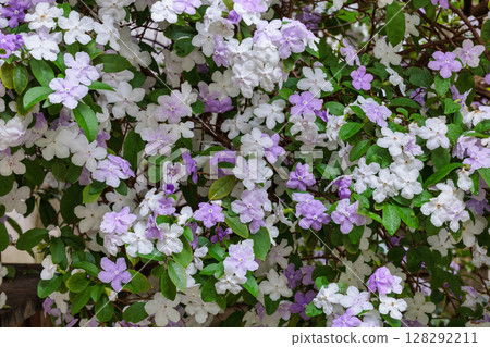 非常香的美國茉莉花 非常香的美國茉莉花 128292211