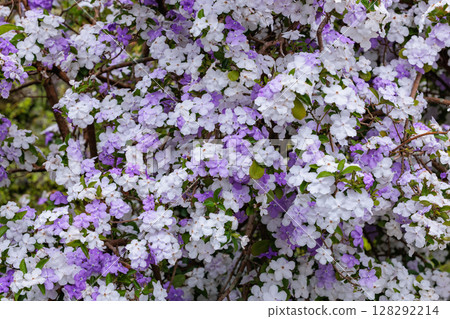 非常香的美國茉莉花 非常香的美國茉莉花 128292214