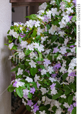 Very fragrant American jasmine flowers Very fragrant American jasmine flowers 128292215