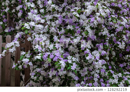 Very fragrant American jasmine flowers Very fragrant American jasmine flowers 128292219